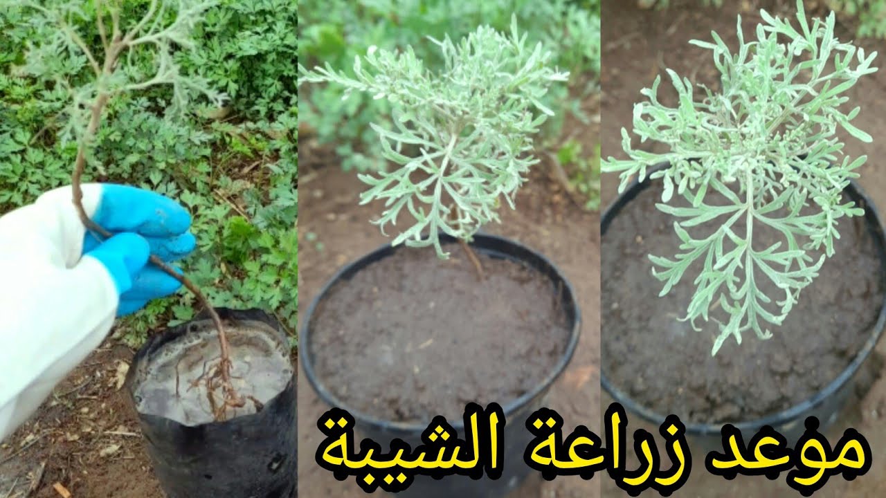 زراعة الشيبة من العقلة بطريقة ناجحة 🌱زراعة الشويلاء في المنزل 🌱