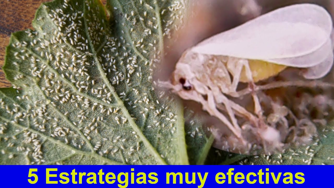5 formas de controlar la MOSCA BLANCA