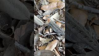 Why Do These Lizards Bob Their Heads?
