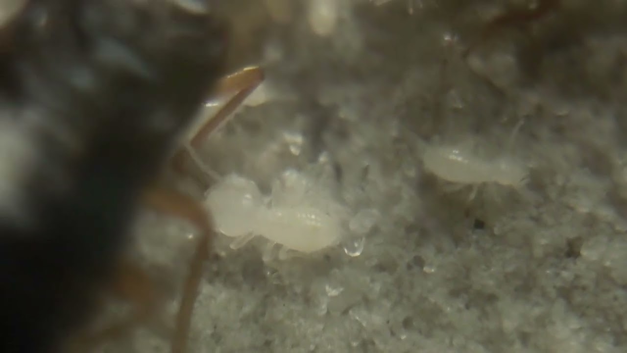 Macrotermes carbonarius fungus growing termites