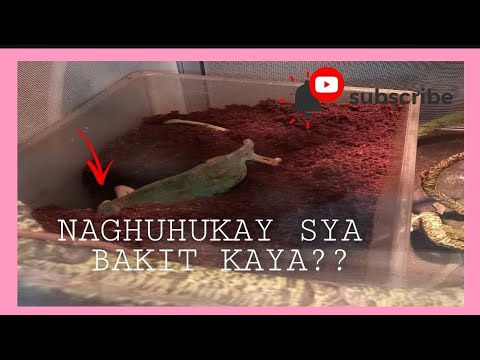 Video: Paano Mag-aalaga Ng Isang Chameleon