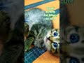 So Cute Saudi Ashtray Kitten Cat Shortvideo Short Shorts Saudiarabia Fyp Cat Kitten Asmr So Cute Saudi Ashtray Kitten Cat Shortvideo Short Shorts Saudiarabia Fyp Cat Kitten Asmr
