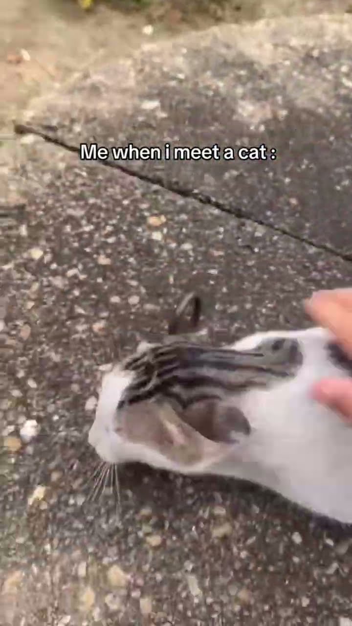 When I met a cat on the side of the street
