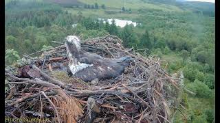 Llyn Clywedog: 1 Osprey Nest🌙28/05/24