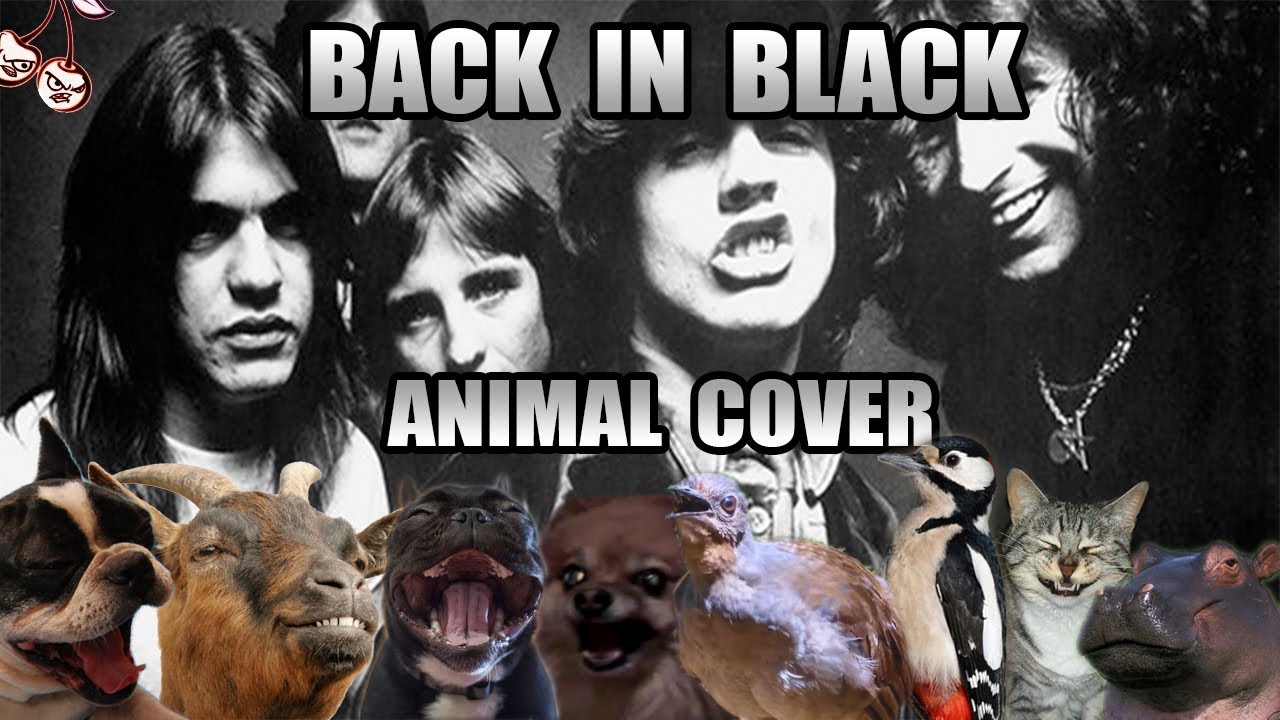 AC/DC - Back In Black (Animal Cover)