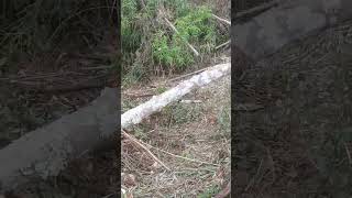 Download Mp3 wadaw!! ketemu kumbang langka! tapi sangat susah di video in... sekejap ada... sekejap tak ada... Gudang lagu Download Mp3 wadaw!! ketemu kumbang langka! tapi sangat susah di video in... sekejap ada... sekejap tak ada...