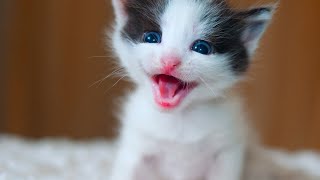 Как мяукает котенок. Звуки котят. Мяуканье котят. Звук для кота. 𝑲𝒊𝒕𝒕𝒆𝒏 𝒔𝒐𝒖𝒏𝒅𝒔. Meow