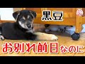 【子犬　保護犬】黒豆　お別れ前日なのに　切ない気持ち