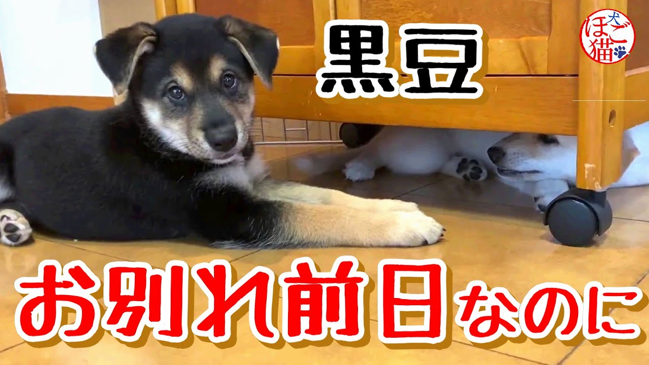 子犬 保護犬 黒豆 お別れ前日なのに 切ない気持ち Youtube