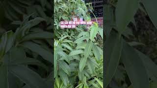 Củ các loài bài thuốc quý dân gian hỗ trợ viêm nấm ngứa phụ nữ #baotuyenshop #xuhuongtiktok #ngứa
