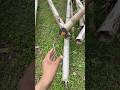 let's try to catch it #nature #animallife #explore #cute #wildlife #animals #shorts
