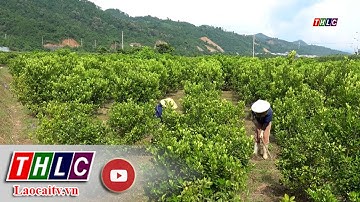 Từ quất đến sản phẩm OCOP 3 sao | THLC