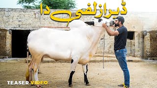 Dera Zulfi Da Koth Mor 2024  Qurbani 2024  Dangerous Fateh Jangi bulls 2024  Best Collection 2024