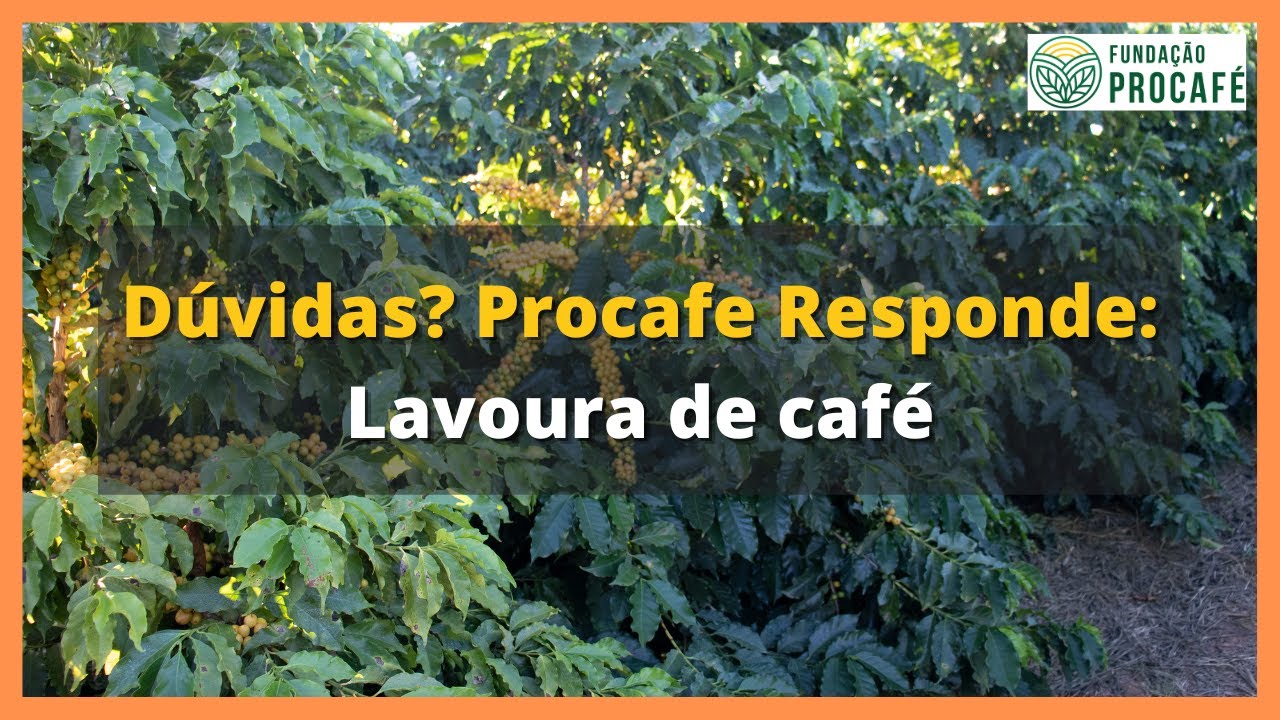 Fundação Procafé: Conillon avança na área de café arábica