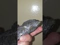 Encontramos un metal tóxico (galena) | El Aventurero de la ciencia