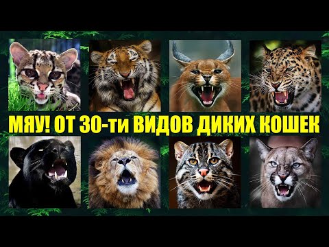 Как мяукают и рычат 30 видов диких кошек мира🐱 Кошачьи разговоры