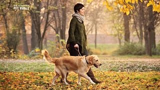 Steve Dale: Keep Your Dogs Active this Fall
