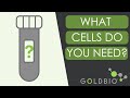 How to Choose the Right Competent Cells for your Experiment