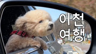 [이천크리에이터] VLOG. 이천 애견동반 여행🍀 당일치기 코스 추천! 설봉공원, 이천돌솥밥, 이천쌀휴게소