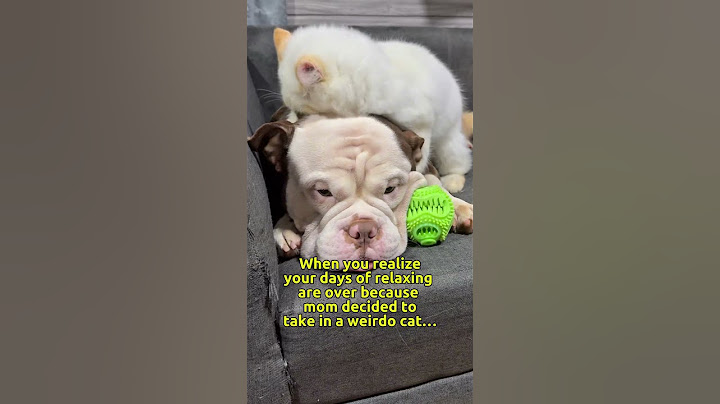 a bully being bullied🐾😂🐾 #cute #funny #dog #cat #love #subscribe