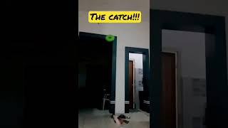 From The Wardrobe The Catch