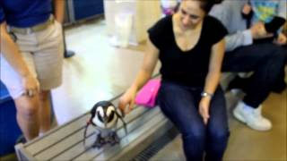 Highlights from our experience at the florida aquarium. penguins
walking, swimming, & enjoying a nice pet.