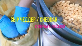 Сыр Чеддер  с Овечьей липазой ( Авторская рецептура Ольги Елисеевой ) / Как сделать Сыр Дома