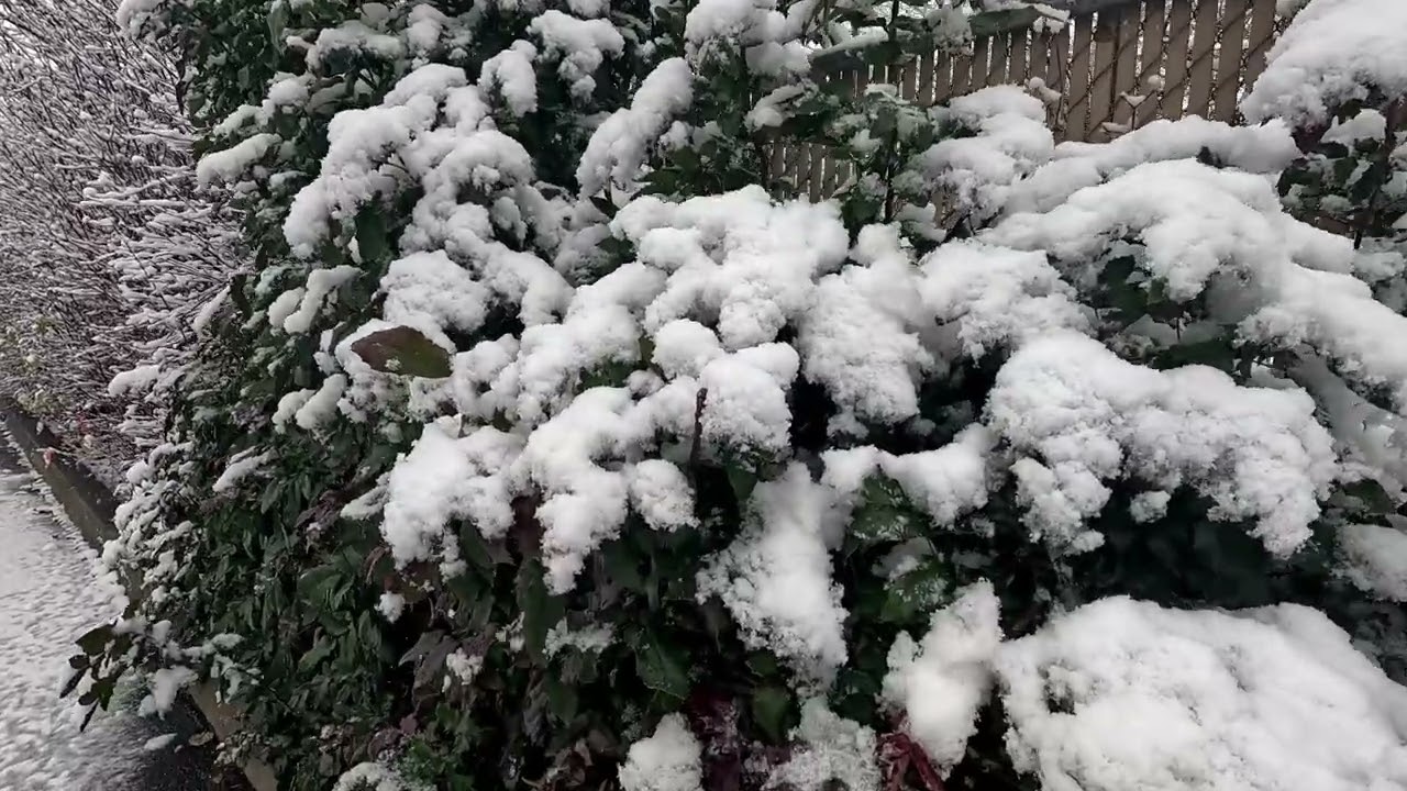 Snow Report December 2024