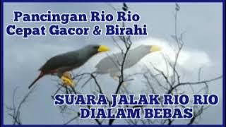 THE SOUND OF JALAK RIO RIO IN THE FOREST ( SUARA JALAK RIO RIO DIHUTAN )