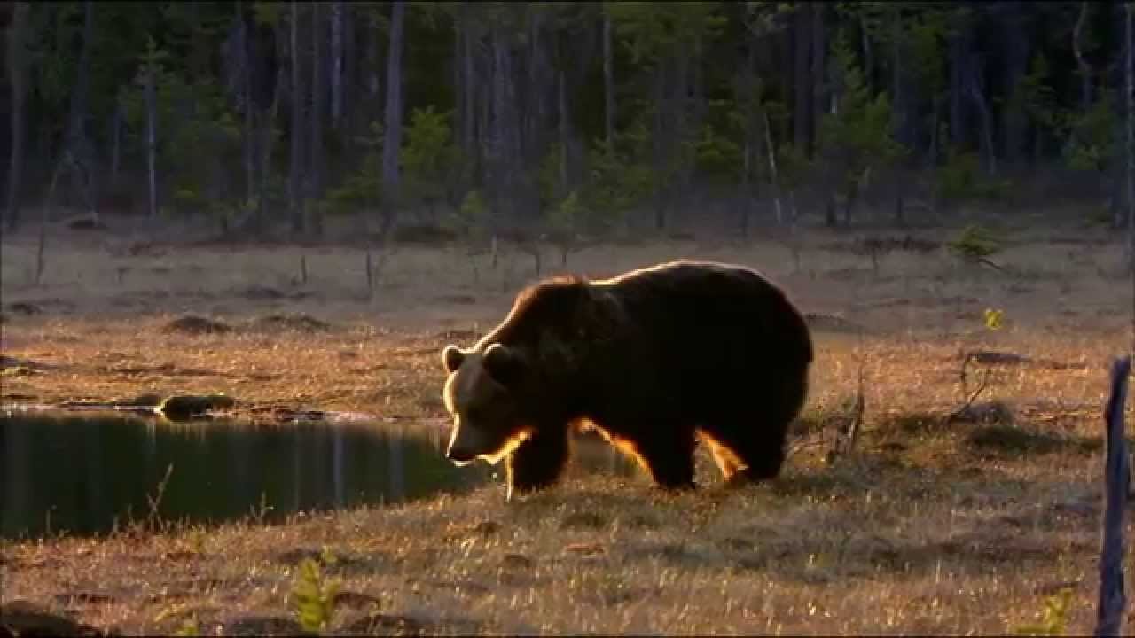 Дикая россия видео. Дикая Россия. Дикая Россия Киварин. Комык Дикия Россия.