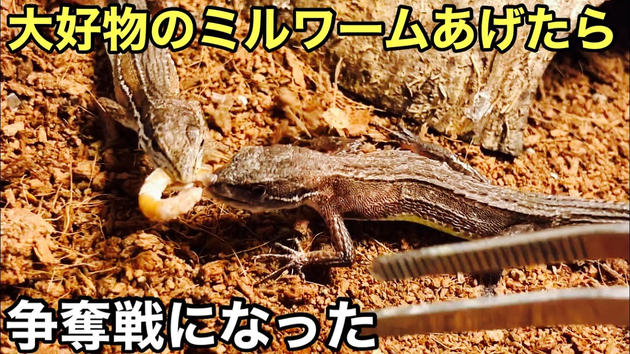 カナヘビ 餌 ミルワーム