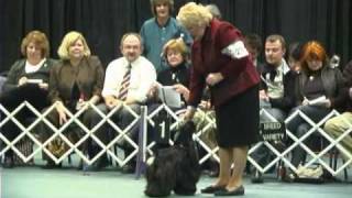 The 2008 ASC Flushing Spaniel Dog Show, Best in Futurity