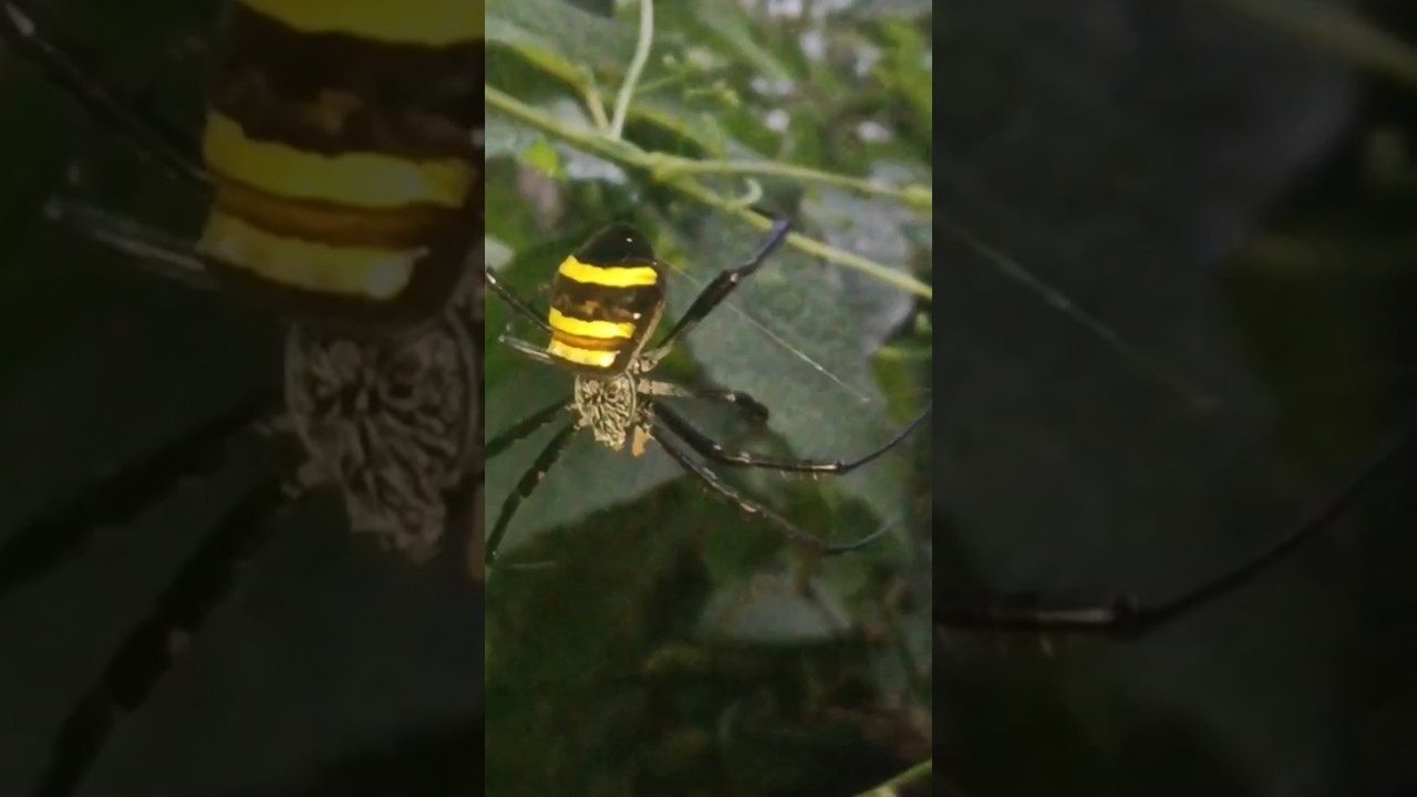 Million Dollar Spider.!.