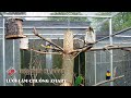 Lưới thép hàn làm chuồng Aviary nuôi chim