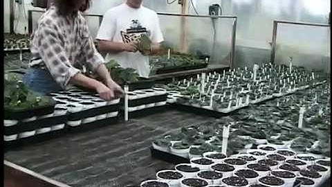 Science of Cuttings