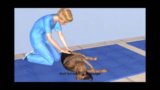 Vital Vet Animation