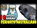 AS 10 MUTAÇÕES MAIS RARAS E DIFICEIS DE SER VISTAS - PERIQUITO AUSTRALIANO!