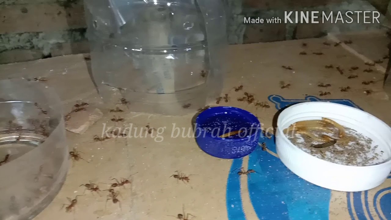 Ternak kroto pemula 