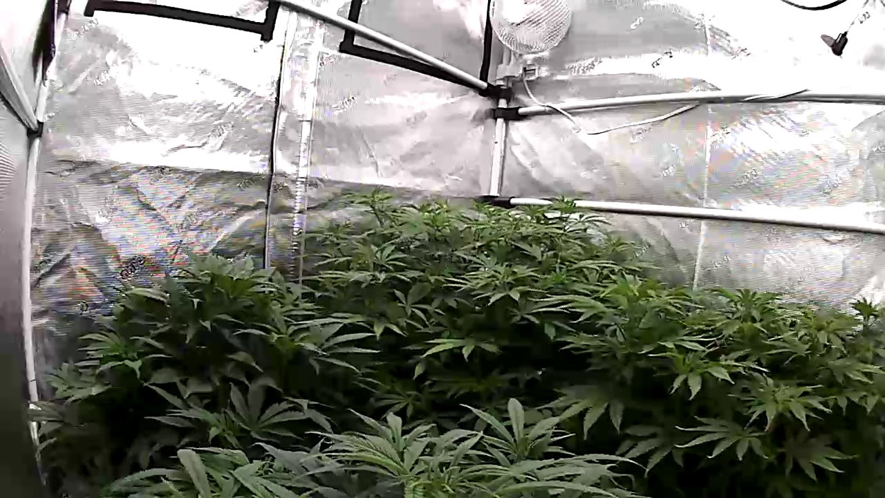 12/28/2020 Daily Indoor Cannabis Home Grow