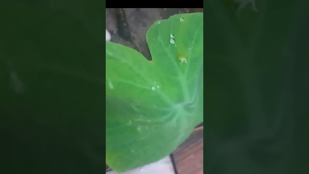 Diamond drops on Taro leaves 