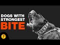 TOP 10 DOGS WITH STRONGEST BITE FORCE