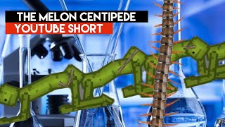 “The Melon Centipede” Youtube Short