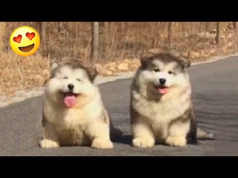 Video: French Fluffy Balls 