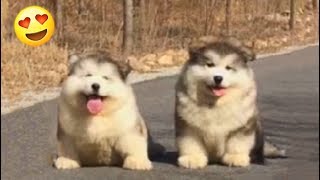 floof balls