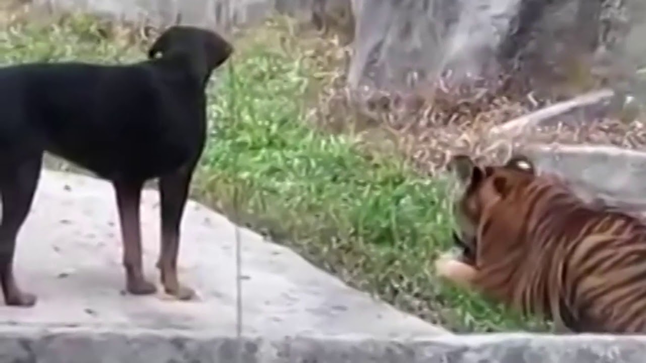 ROTTWEILER and TIGER