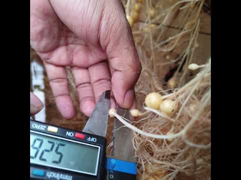 20191028 potato hydroponics golden king potato  골든킹감자  금왕감자 감자박사 임영석