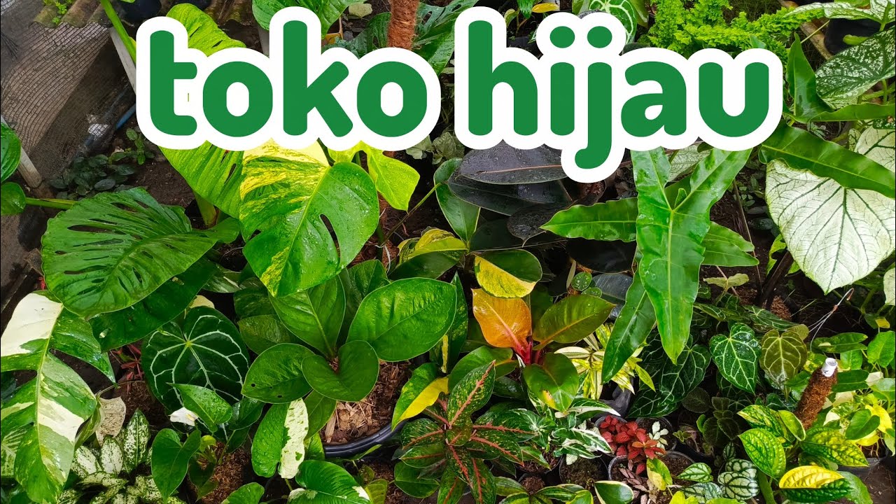 stok Tanaman hias melimpah, serbu sebelum kehabisan🥳