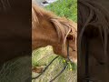 Icelandic Horses on a snack break #iceland