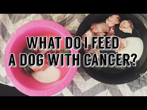 Video: Mata Hundar Med Diabetes - Nutrition Nuggets Dog