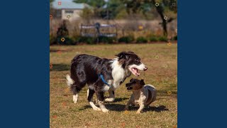 Simple Backdrops for Dog Training Sessions